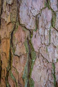 Tree bark closeup with textures Foto stock