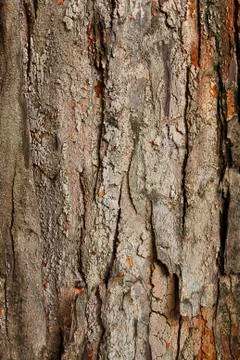 Tree bark closeup usable as texture or background Stock Photos