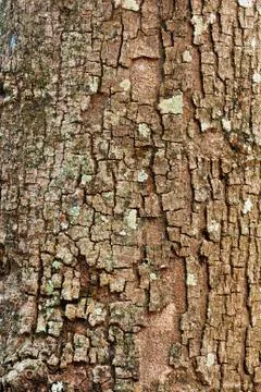 Tree bark closeup usable as texture or background Stock Photos
