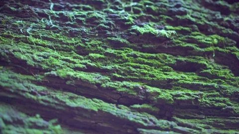 Tree bark covered with green moss Stock Footage 76139061
