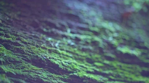 Tree bark covered with green moss Stock Footage 76139084
