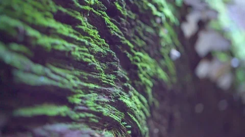 Tree bark covered with green moss and fungus Stock Footage 76139092