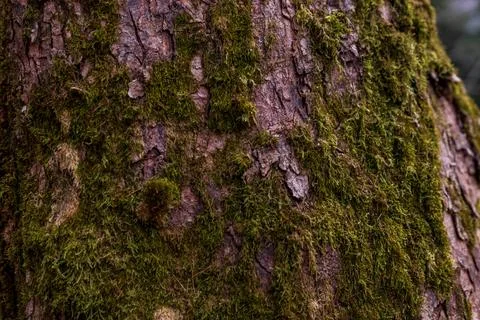 Tree Bark Covered with Green Moss Texture Foto stock