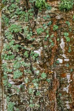 Tree bark covered with green moss and lichen Stock Photos