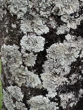 Tree bark covered in lichens Stock Photos