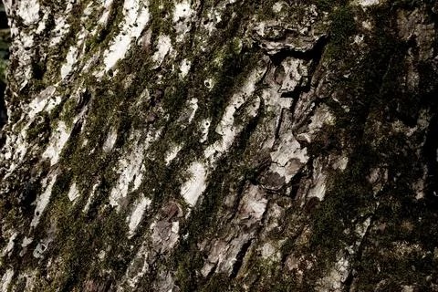 Tree Bark Covered with Lichens Texture Stock Photos