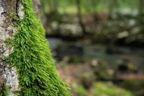 Tree bark covered with moss close up Stock Photos
