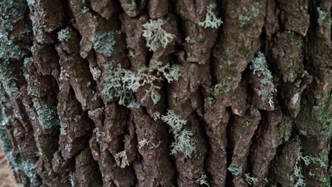 Tree bark covered with moss Stock Footage 318414988