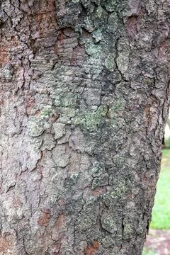 Tree Bark Covered with Moss Natural Texture Detail Stock Photos