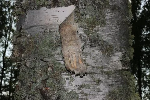 Tree bark covered with moss Stock Photos