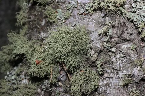 Tree bark covered with moss Foto stock