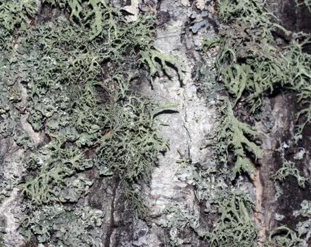 Tree bark covered with moss Foto stock