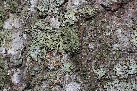 Tree bark covered with moss Foto stock