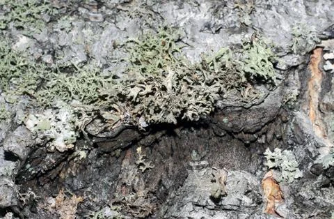 Tree bark covered with moss Foto stock