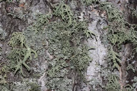 Tree bark covered with moss Foto stock