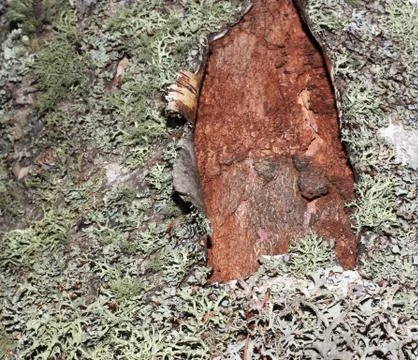 Tree bark covered with moss Fotos de archivo
