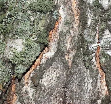 Tree bark covered with moss Fotos de archivo