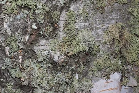 Tree bark covered with moss Foto stock