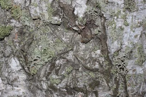 Tree bark covered with moss Foto stock