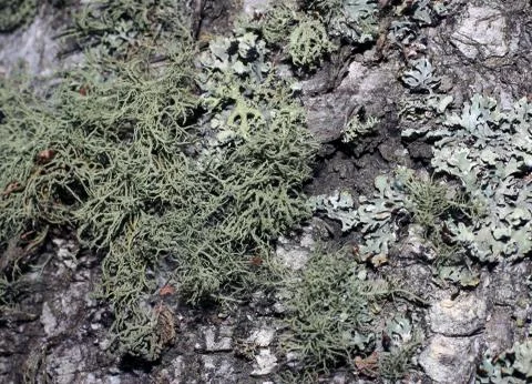 Tree bark covered with moss Foto stock