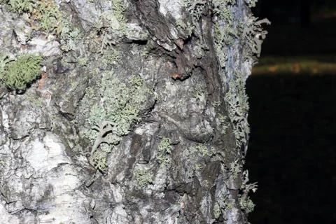 Tree bark covered with moss Foto stock