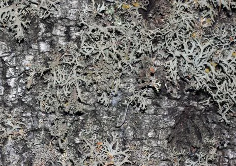 Tree bark covered with moss Stock-Fotos