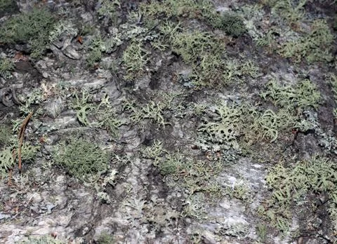 Tree bark covered with moss Foto stock
