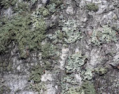 Tree bark covered with moss Foto stock