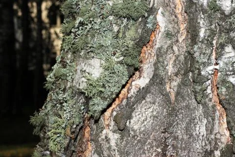Tree bark covered with moss Stock-Fotos