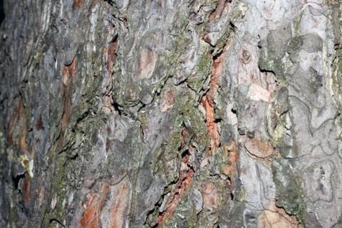 Tree bark covered with moss Foto stock
