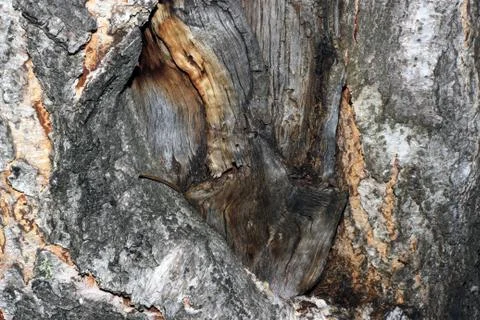 Tree bark covered with moss Foto stock