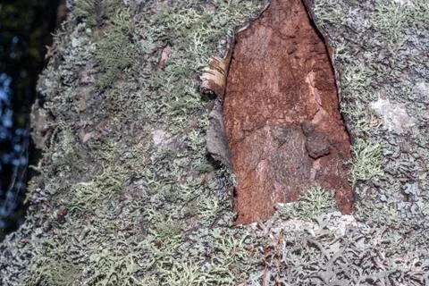 Tree bark covered with moss Foto stock