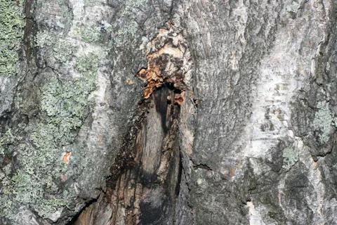 Tree bark covered with moss Foto stock