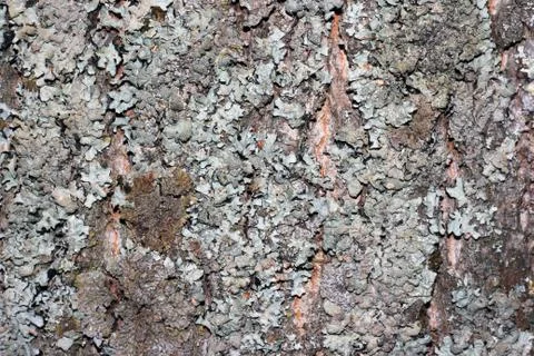 Tree bark covered with moss Foto stock