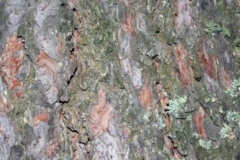 Tree bark covered with moss Foto stock
