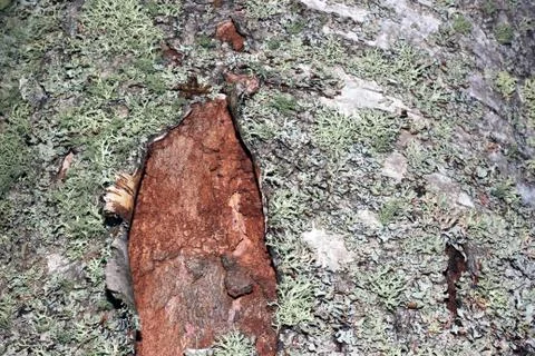 Tree bark covered with moss Stock-Fotos