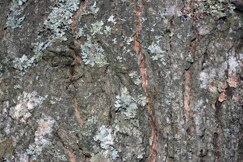 Tree bark covered with moss Foto stock
