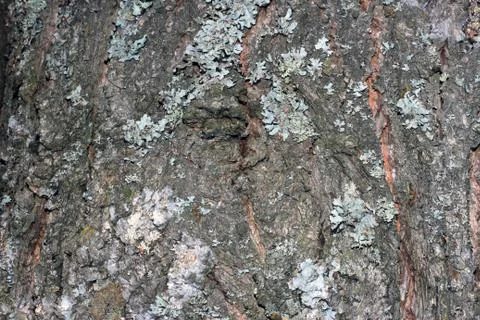 Tree bark covered with moss Foto stock