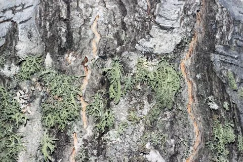 Tree bark covered with moss Foto stock