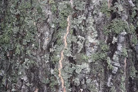Tree bark covered with moss Stock Photos