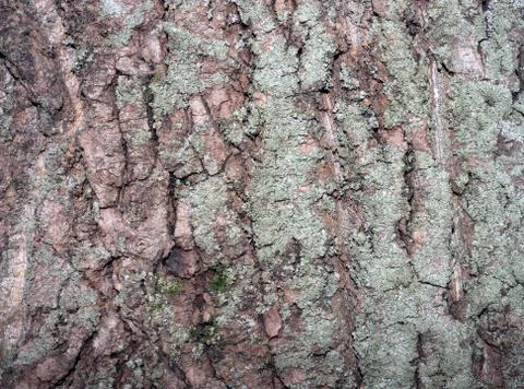 Tree bark covered with moss Fotos de archivo