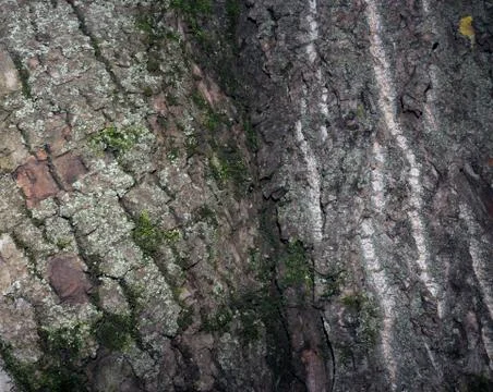 Tree bark covered with moss Stock-Fotos