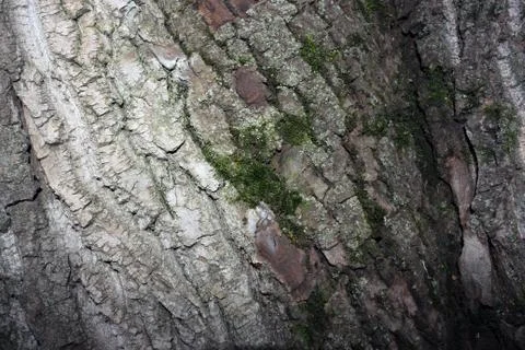Tree bark covered with moss Foto stock