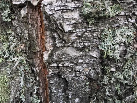 Tree bark covered with moss Fotos de archivo