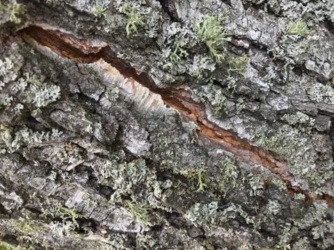 Tree bark covered with moss Stock-Fotos