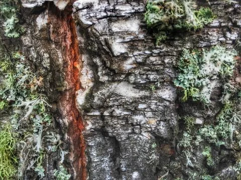 Tree bark covered with moss Fotos de archivo