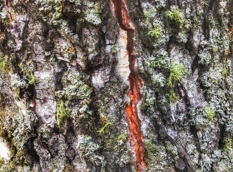 Tree bark covered with moss Foto stock
