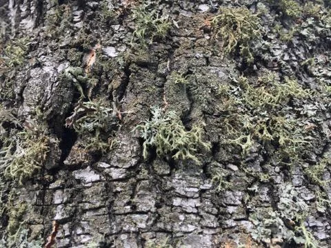 Tree bark covered with moss Foto stock