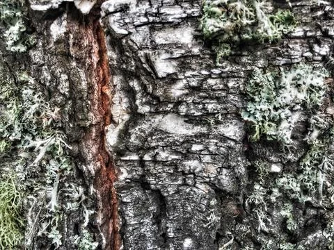 Tree bark covered with moss Foto stock