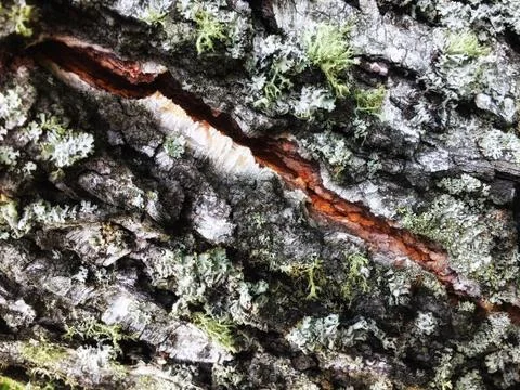 Tree bark covered with moss Foto stock